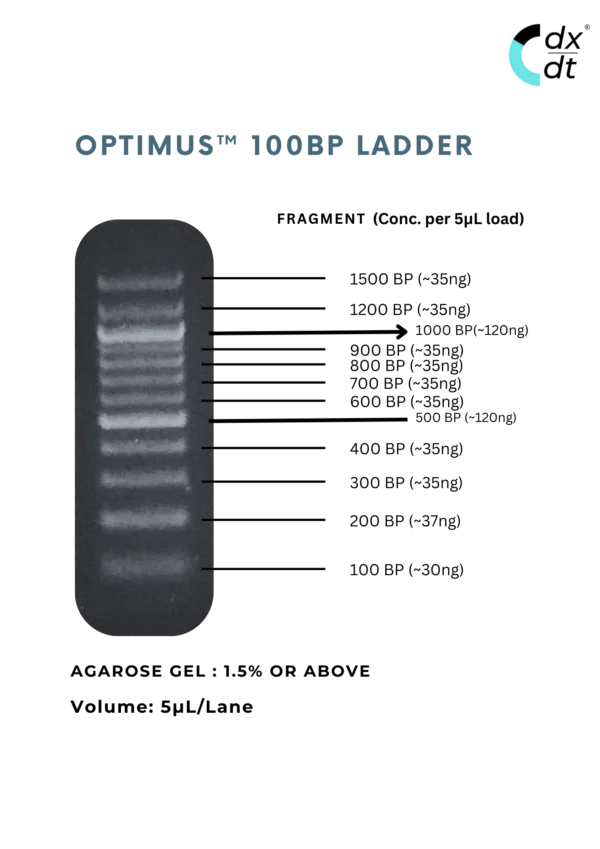 Optimus™  100bp DNA Ladder - Image 2