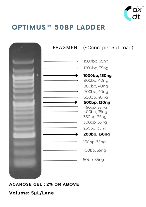 Optimus™  50bp DNA Ladder - Image 2